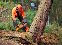 Best Pest Control for Lawns  in Stewart Manor, NY