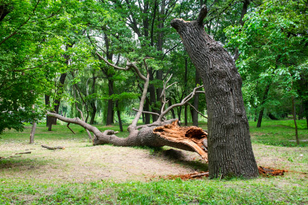 Best Storm Damage Tree Cleanup  in Stewart Manor, NY