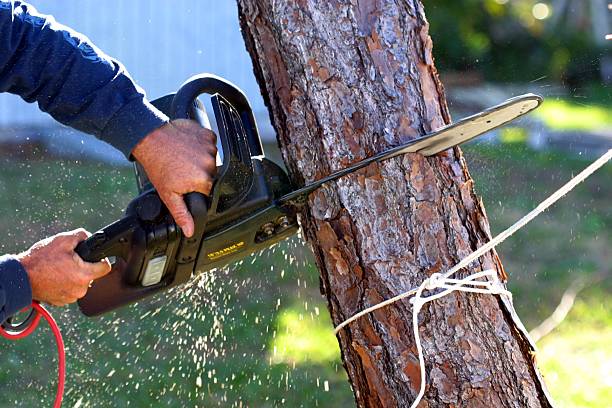Professional Tree Care in Stewart Manor, NY