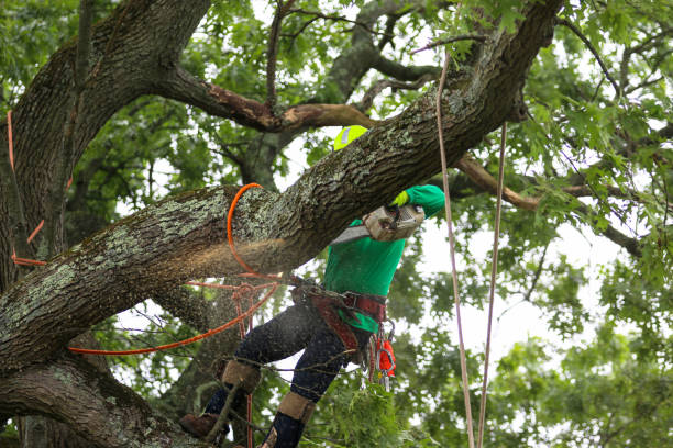 How Our Tree Care Process Works  in  Stewart Manor, NY