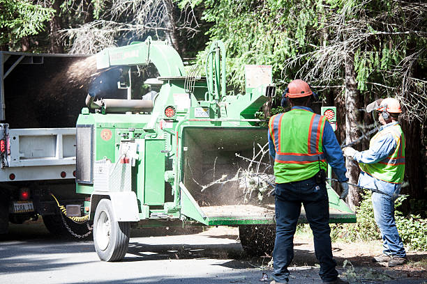  Stewart Manor, NY Tree Care Pros