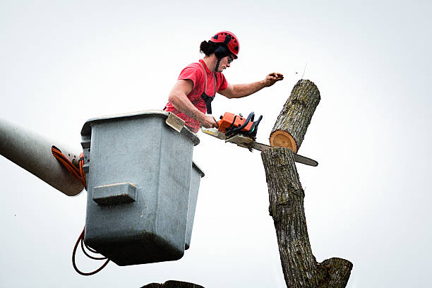 Best Palm Tree Trimming  in Stewart Manor, NY