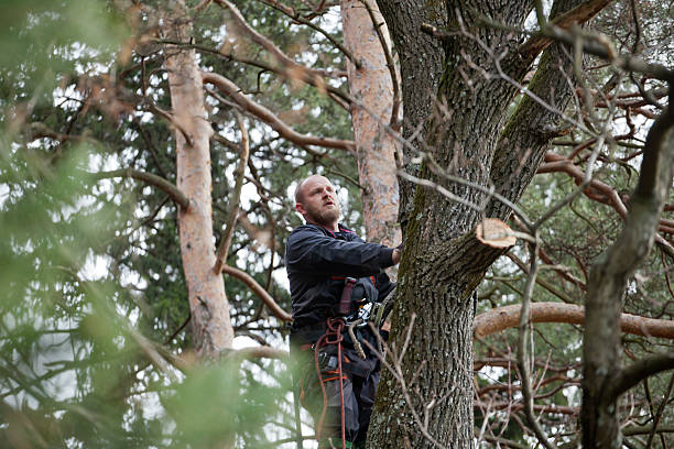 Best Tree Risk Assessment  in Stewart Manor, NY